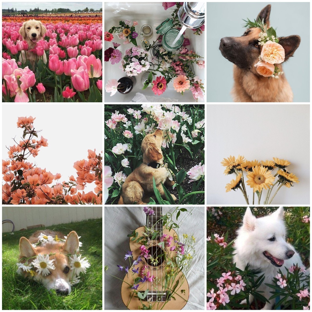 What started as a hobby — Dogs moodboard + flowers theme
