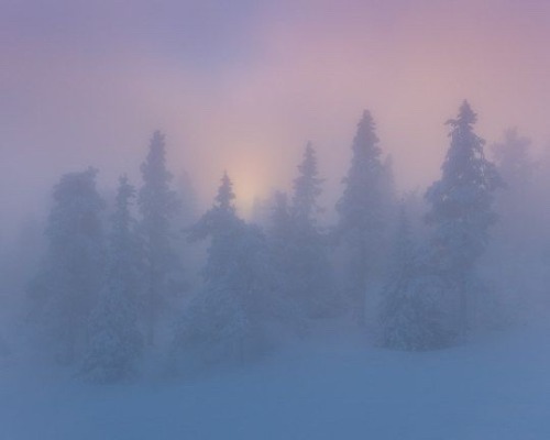 Snowy Forests & Pink Hues