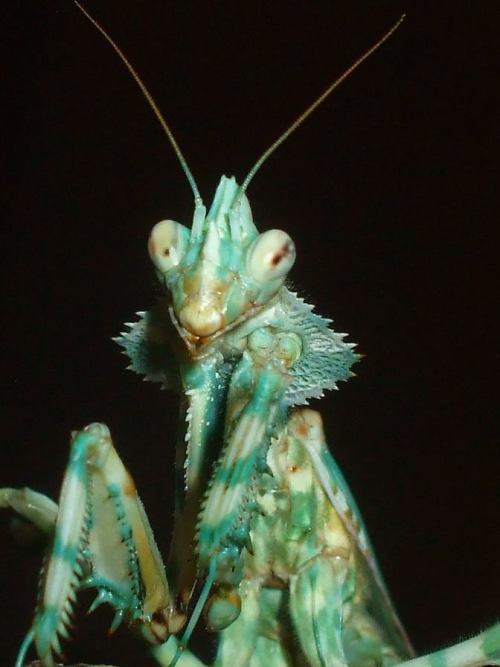 mynameismad: fyeahmantodea: venomthroughtheveins: female mendica Adult female Blepharopsis Mendica&n