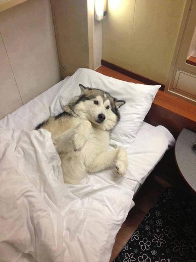 radcanine:
“ Tell me a bedtime story
”