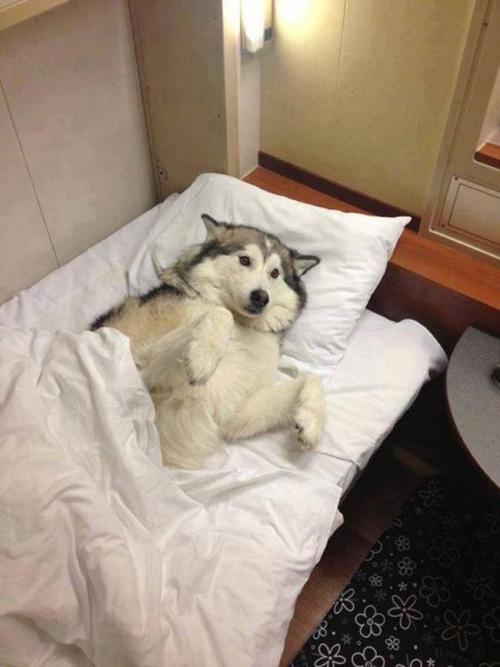 radcanine:Tell me a bedtime story