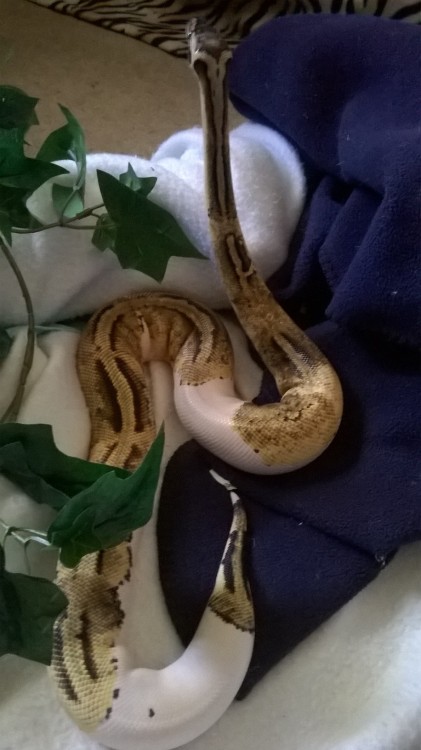 cinnamonrollsnek:She searches