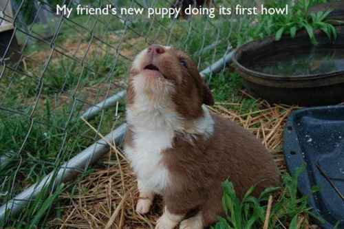 utterly-insane-panda:  ellie5192:  webofgoodnews:  Animal firsts!  Shakespeare was not prepared at all   Ommmg