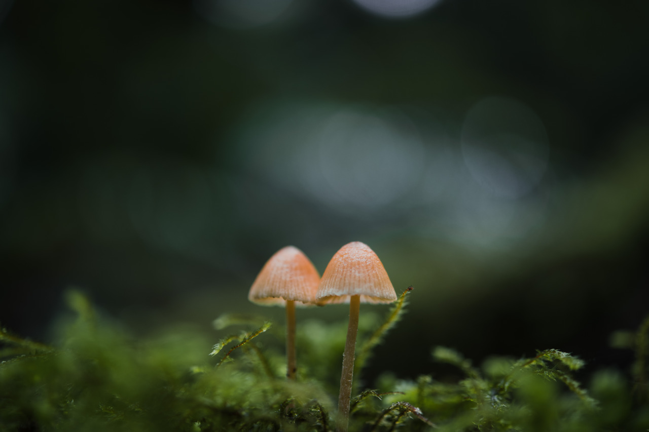 Twins #fungus#mushroom#fungi #artists on tumblr #mycology#nature#lensblr#original photographers#photography#macro #photographers on tumblr #Washington#vsco#pacific northwest#p