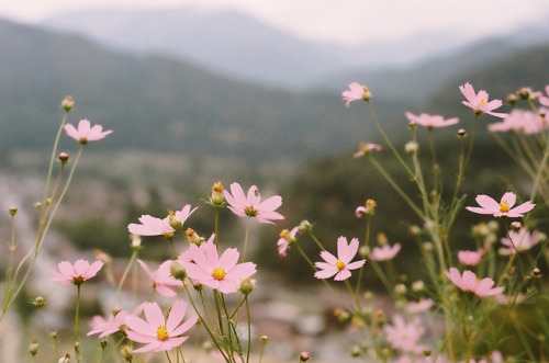 impuni:sem título by vintage11 on Flickr.