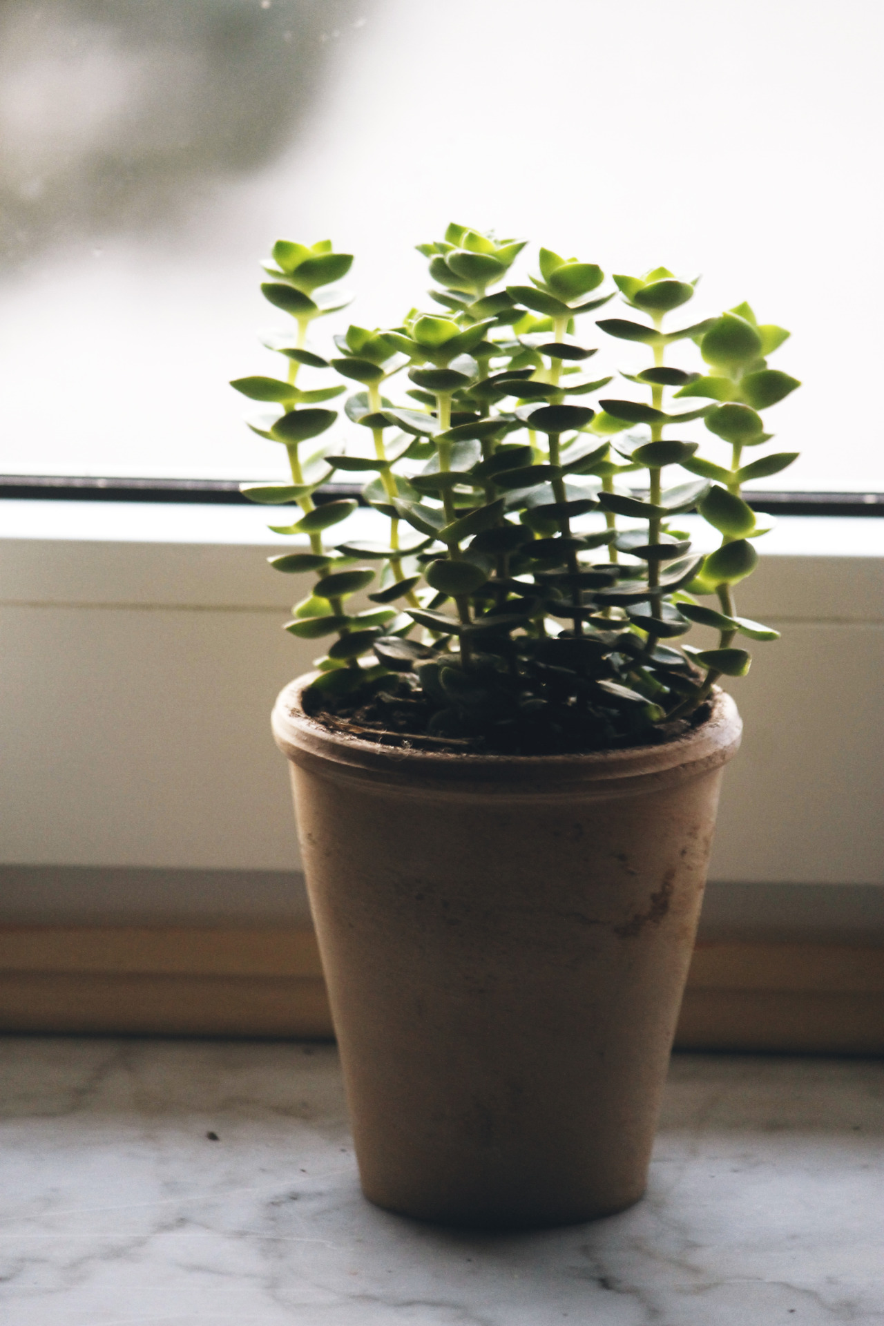 nayschuran:  Window still. In that order.  