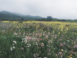 peachurs:  hannaoliviaway:forest and I went on a hike today. plus it’s my favorite time of the year—when the flowers by the sea first start to bloom.  A wild plant blog appeared! 