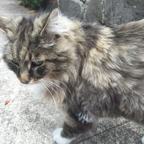 baearth:  made a new friend💛🐱