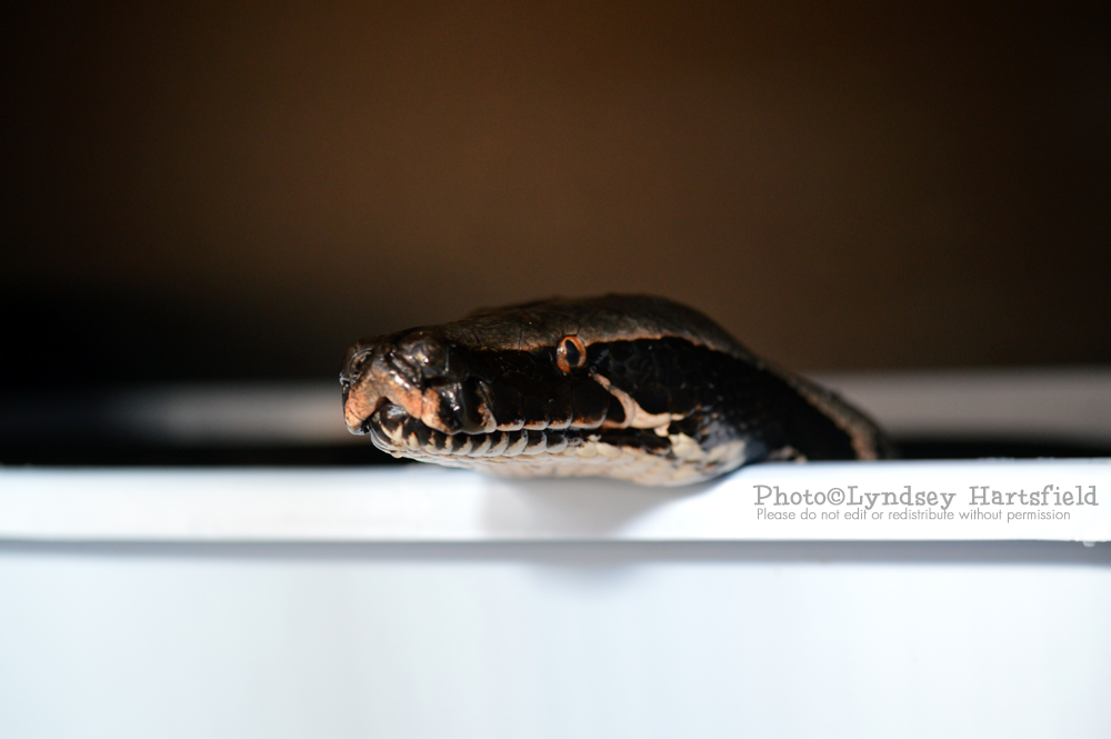 tegukisses:  have some HQ snoot while i wait for a video to upload 