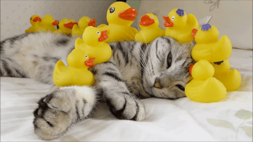 gifsboom:Rubber duckies can be quite therapeutic.(via: loopdeloops)