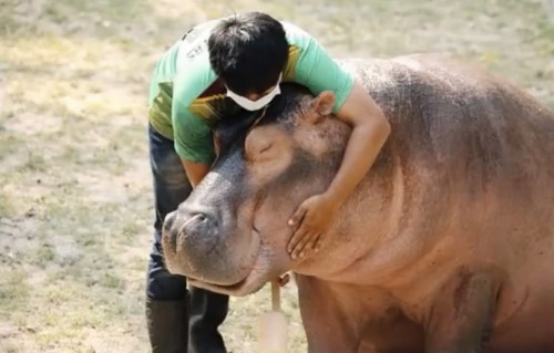 People In My Inbox Trying To Accuse Khao Kheow Zoo Of Abusing Moo Deng And Acting Like They Are Experts