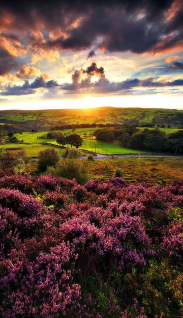 Sunset Moor, Yorkshire, England