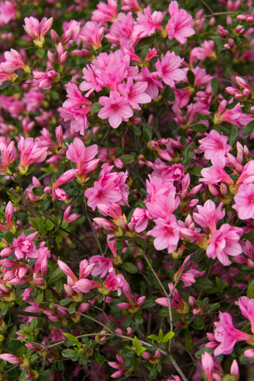 in praise of azaleas