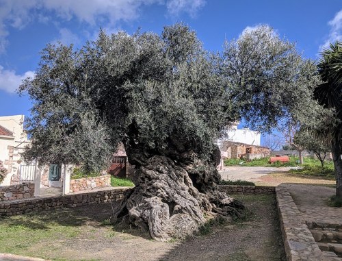 worldhistoryfacts:The olive tree of Vouves, on Crete. This tree, which has a trunk 15 feet in diamet