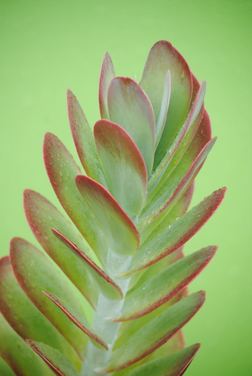 Is this a Flap jack, Pigs ear, Desert Cabbage or Marnier’s kalanchoe? 