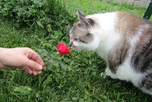 sp00kyb00gie:we took my cat outside today