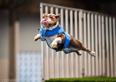 surprisedentistry:someone took pictures of a bulldog doing dog sports and i can’t
