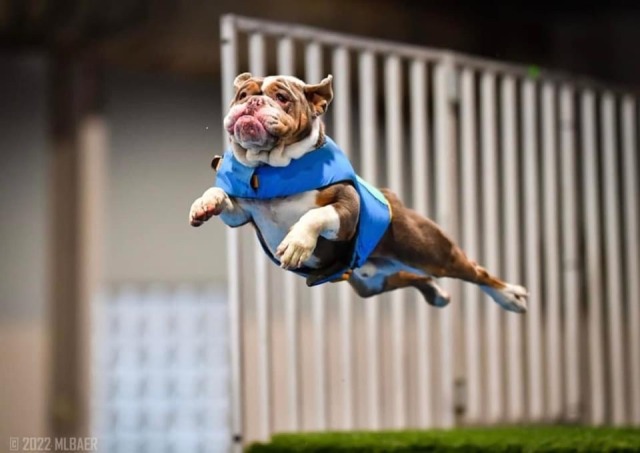 surprisedentistry:someone took pictures of a bulldog doing dog sports and i can’t
