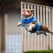 surprisedentistry:someone took pictures of a bulldog doing dog sports and i can’t