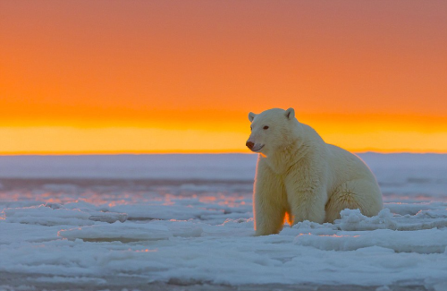 schokopenis:By sylvain cordier in alaska