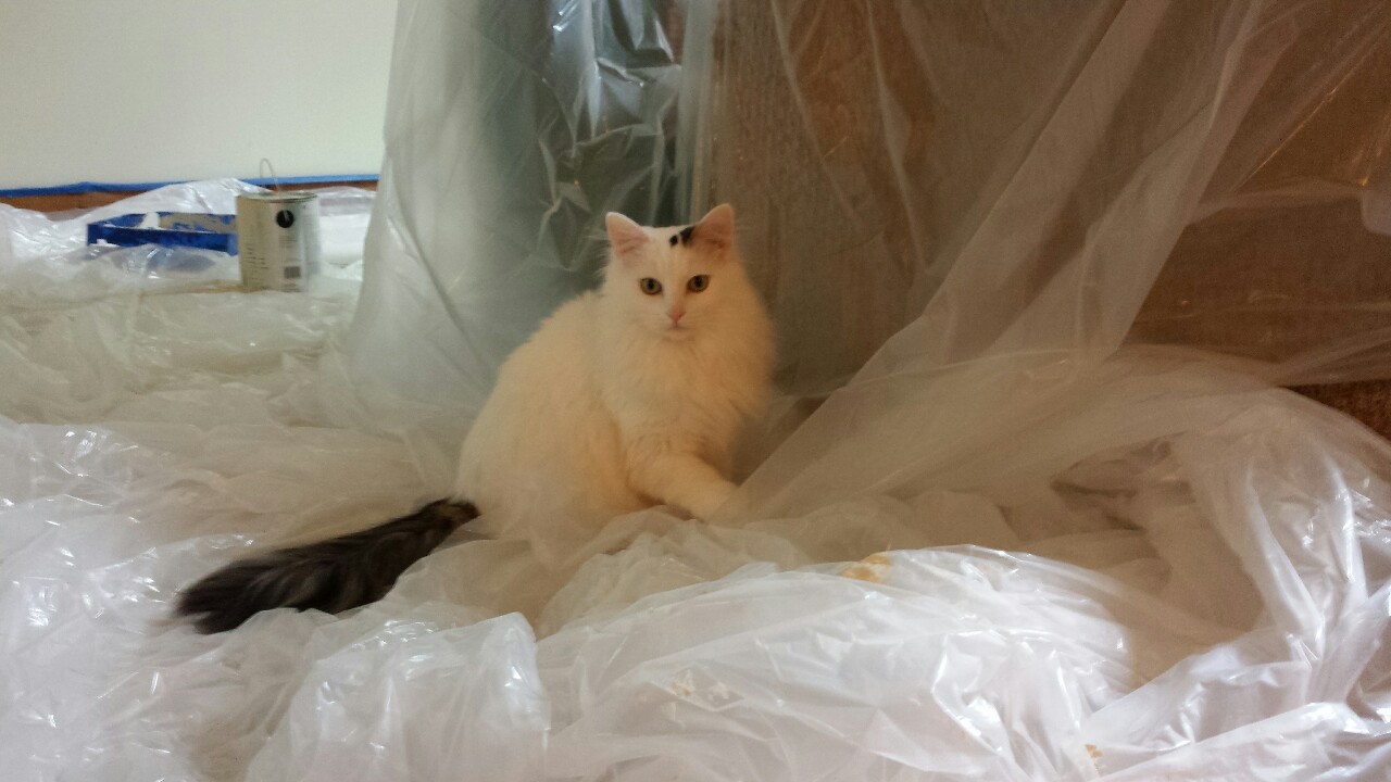 Mordin (the Cat).
That tarp all over the furniture is not so you can claw it up and make a fort.
It’s for PAINTING. You little monster. You fluffy, magnificent monster.