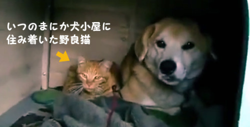 darylfranz:  【動画あり】いつの間にか、犬小屋に野良猫が住み着いていました。　　仲よすぎワロタｗｗｗ - 暇人＼(＾o＾)／速報
