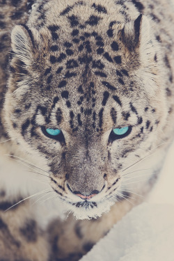 69marius:  Snow Leopard | 69Marius 