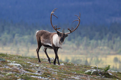 michaelnordeman:2019 in review: September, part one. Reindeers/renar photographed on various locatio