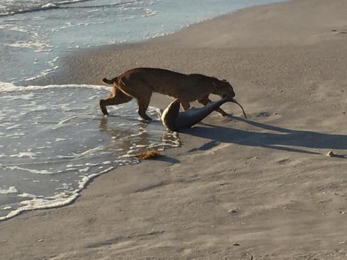 thepredatorblog:americasgreatoutdoors:Here’s something you don’t see every day: A bobcat catches a s