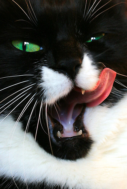 89cats:  Billy close-up by AKinsey Foto on Flickr. 