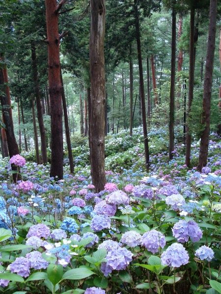 thekimonogallery - Hydrangea Forest, Japan 