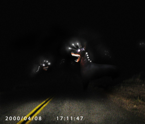 Strange dogs caught on a dashcam 