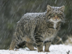 cute-overload:  European Wildcat is a handsome