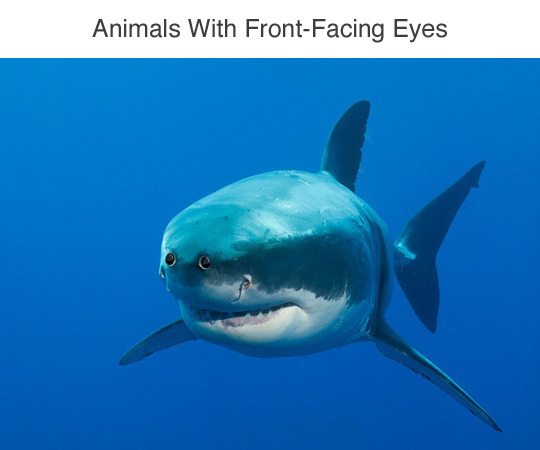 tastefullyoffensive:  Animals with front-facing eyes are the stuff of nightmares.