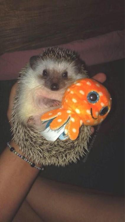 chloebartrum:If your sad today, here’s a picture of a hedgehog cuddling a toy octopus :)