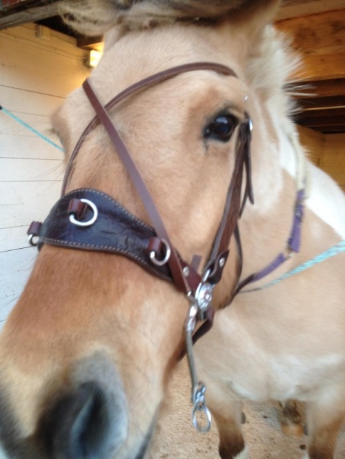 clickerpunk:Tried to get some pictures of the test straps for her x-browband… She did not cooperate.