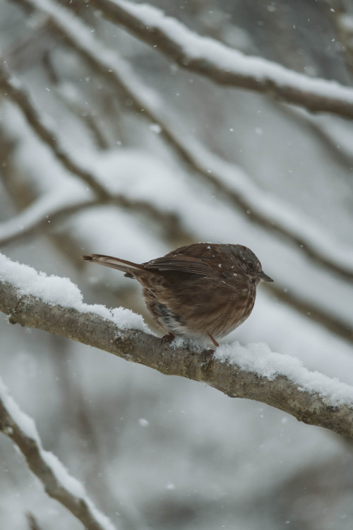 millivedder:Visitors on a snowy day