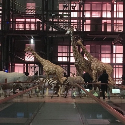 Strolling amongst the parade of animals at the Muséum National d’Histoire Naturelle is a state of aw