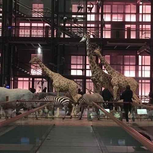 Strolling amongst the parade of animals at the Muséum National d’Histoire Naturelle is 