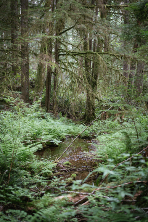 millivedder:Forest floor