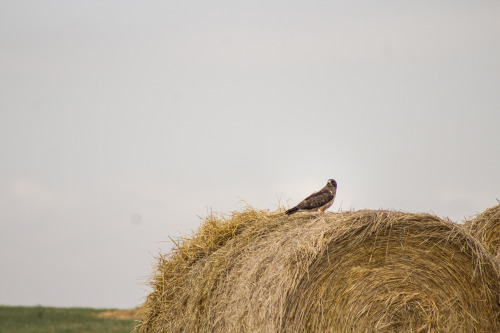 Redtailed hawks