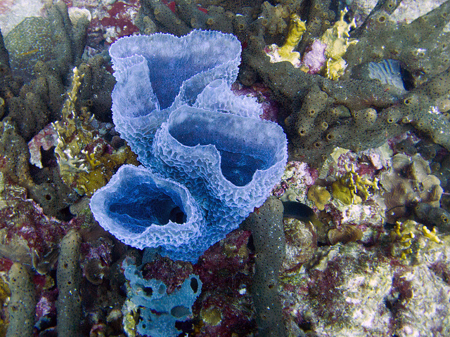 The Azure Vase Sponge - a sponge that compensates its lack of chemical defenses
Callyspongia plicifera (Porifera - Demospongiae - Haplosclerida - Callyspongiidae), better known as the Azure Vase Sponge, is one of the most colorful sponges in the...