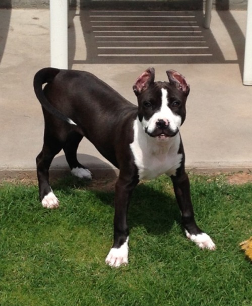 andhaveyouheardvoices:Does anyone else feel like eyebrows cat and mustache dog should be biffles?