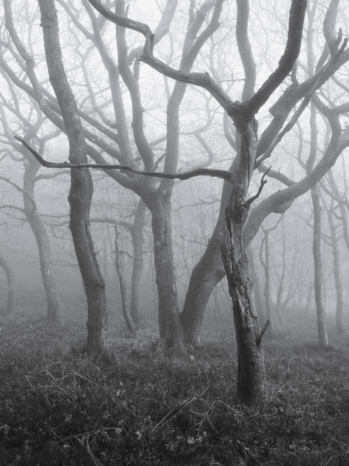 Monochrome In The Woods