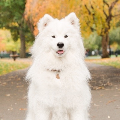 adogspurposemovie:  Kira brings joy and happiness wherever she goes. She also brings