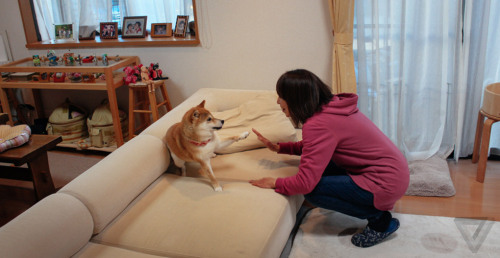 dogjournal:  THE DOG BEHIND THE “DOGE” adult photos