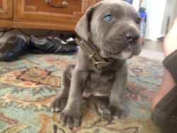 awwww-cute:  Our new Italian Mastiff puppy,