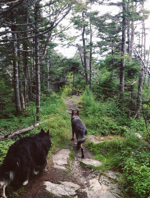 lonerstonerr: spiritbreather: today at mount equinox summit, vermont this is my sacred place.