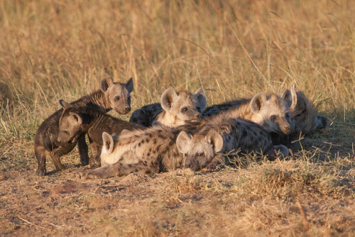 thepredatorblog:  Hyena cubs (by UglyKitty)