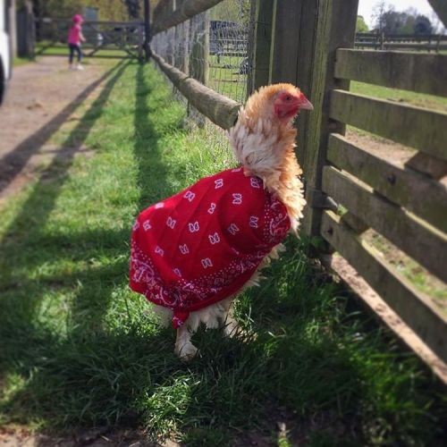 #chicken in a coat!!!  #farm #bandana #cute adult photos